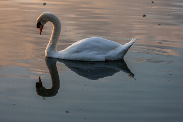 Obraz premium Cygne
