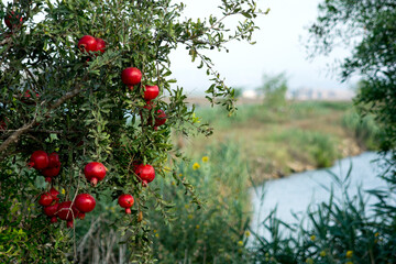 Ripe pomegranate tree, with red fruits hanging, next lake's water