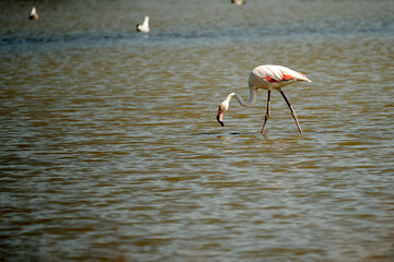 a flamingo in the lagoon