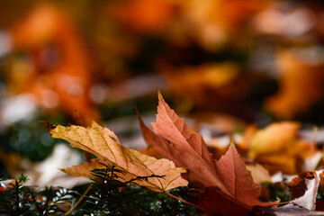 Lahr, Stadtpark und Innenstadt: Chrysanthemen und Herbstimpressionen zur »Chrysanthema«, die in diesem Jahr nur als Dekoration stattfindet..© Endrik Baublies