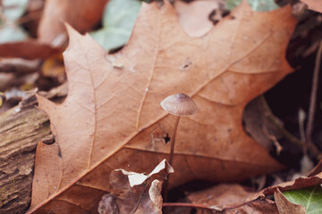 A little wild mushroom growing on a dead tree trunk