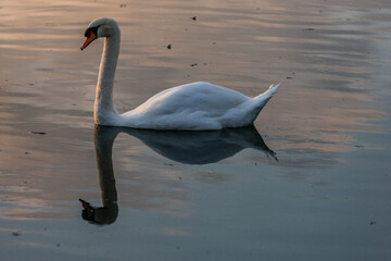 Obraz premium Cygne
