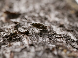 A small beetle Rhagium inquisitor with short whiskers on the bark of a pine tree, using camouflage is almost invisible on a cloudy spring day. Adult individual of a pest beetle in natural conditions.