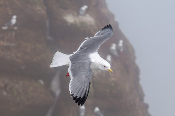 Red-legged Kittiwake (Rissa brevirostris) at colony in St. George Island, Pribilof Islands, Alaska, USA