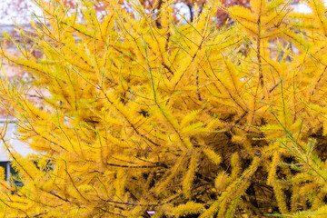 Abstract coniferous background. Fluffy branches of larch close-up. Yellow autumn needles. Soft warm autumn natural background.