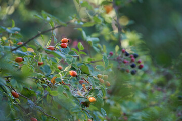 Bush with red and yellow berries