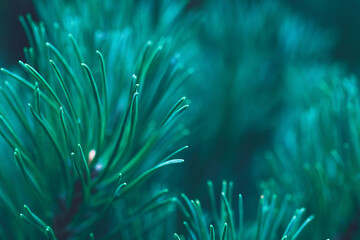 Turquoise forest background of pine tree branches. Christmas and New Year design. Abstract natural green coniferous wallpaper. Plant needles close up. Macrophotography