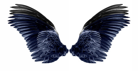 wing on a white background,isolated