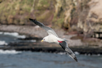 Red-legged Kittiwake (Rissa brevirostris) at colony in St. George Island, Pribilof Islands, Alaska, USA
