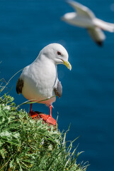 Red-legged Kittiwake (Rissa brevirostris) at colony in St. George Island, Pribilof Islands, Alaska, USA