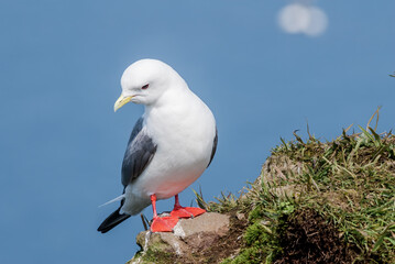 Red-legged Kittiwake (Rissa brevirostris) at colony in St. George Island, Pribilof Islands, Alaska, USA