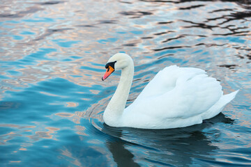 Fototapeta premium White swan close up on blue background. Water landscape with a swan. Beautiful reflections and glare of sunlight on the water. Waterfowl close up. A symbol of purity, love and elegance