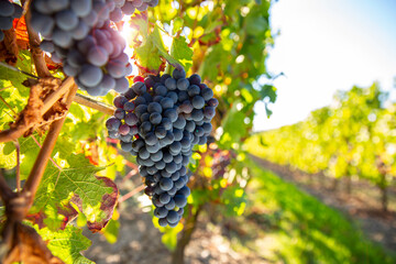 Grappe de raisin dans un vignoble en France.
