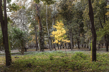 One yellow tree in the park against a background of green foliage.