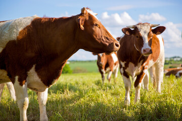 Fototapeta na wymiar troupeau de vache de race à viande en campagne.