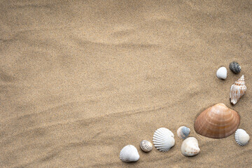 Fototapeta na wymiar Sand background with shells, Beach sand background with shells.