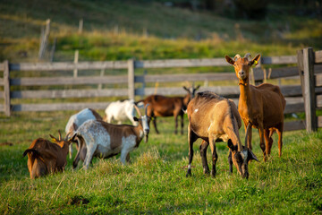 Troupeau de chèvre en liberté dans la campagne.