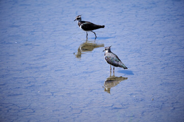 Two lapwings in the water