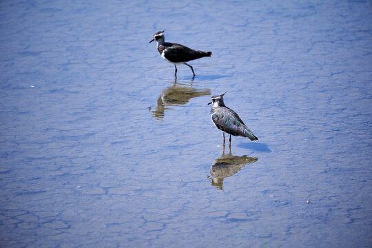 Two lapwings in the water