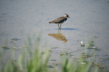A lapwing in the water