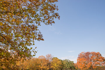日本の紅葉と空