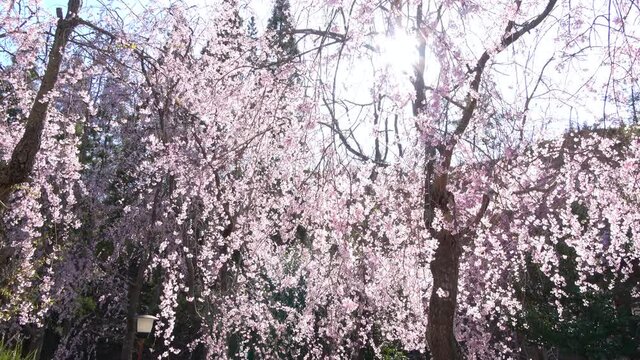 しだれ桜と太陽の光  フレア 4K  広島県世羅町 世羅甲山ふれあいの里