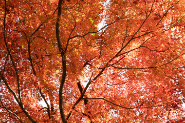 日本の紅葉