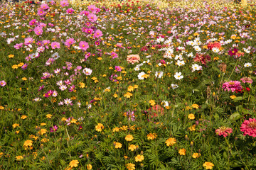 色とりどりのコスモス