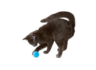 cute cat playing toy