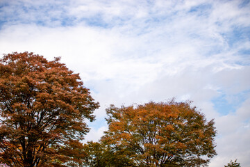 日本の紅葉と秋の空