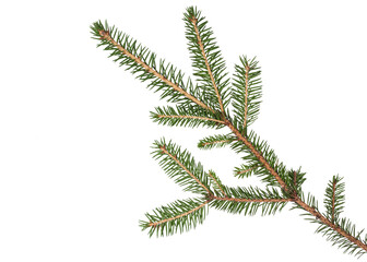 Fragment of a spruce branch on a white background. Suitable for collage, banner making and any New Year and Christmas design