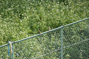 蕎麦の花を背景に緑の金網フェンスに止まるスズメたち