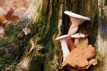 mushrooms on a stump in the autumn forest in the rays of the sun.Autumn season. Autumn mood