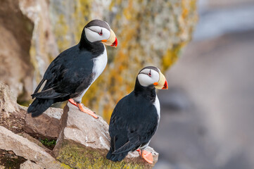 Horned Puffins (Fratercula corniculata) at St. George Island, Pribilof Islands, Alaska, USA