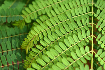 Sesbania grandiflora or Scarlet wisteria green tree leaves with soft focus background. Concept for Healthcare and Medical or the Benefits of Herb for the good health.