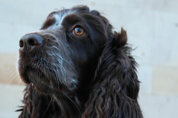 English Cocker Spaniel