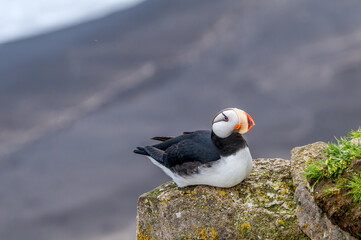 Horned Puffin (Fratercula corniculata) at St. George Island, Pribilof Islands, Alaska, USA