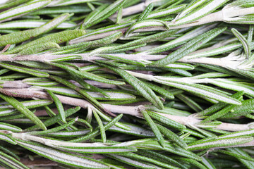  fresh green rosemary