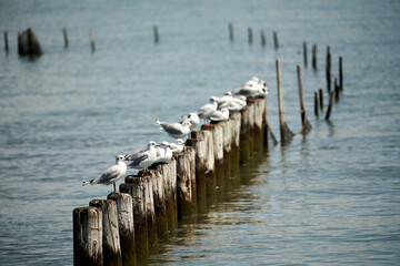 Several seagulls on wooden bollards.