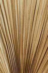 Palm leaf pattern texture. Natural tropical background.