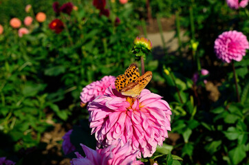 ダリヤとウラギンヒョウモン