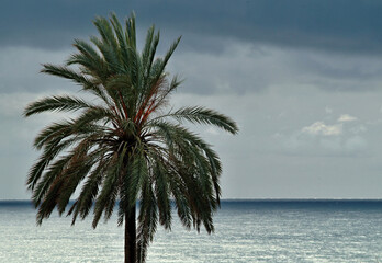 Palm tree on the mediterranien sea