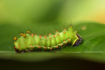 A close-up green worm crawls under the green branches of the herbaceous tree.