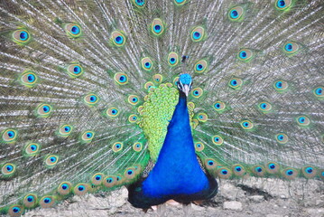 Obraz premium peacock with feathers