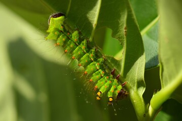 A close-up green worm crawls under the green branches of the herbaceous tree.