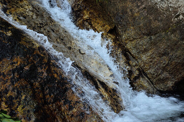 イワナの滝登り