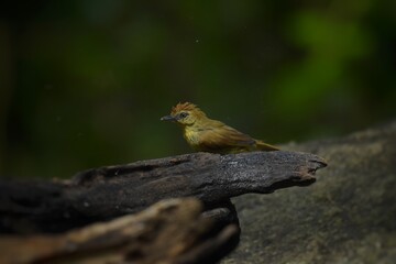 Forehead to the crown of red brown With black or dark stripes The eyebrows and lower body are pale yellow with small black lines spread from the neck to the upper abdomen.