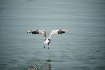 Seagull landing on the water