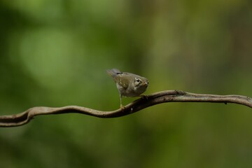 Long white or fawn eyebrows Gray head and occiput Different from the back and the upper body dark green The rump is lighter in color than the other, and has two narrow wings, or only one can be seen. 