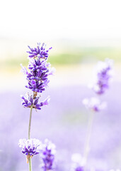 Fototapeta premium Cotswolds lavender blooms at Snowshill Lavender Farm at Snowshill.